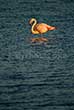 Pink flamingo in Camargue at sunset with water reflection
