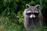 Raccoon portrait facing camera in forest