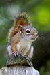 Squirrel standing on wooden fence pole