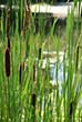 reed_002