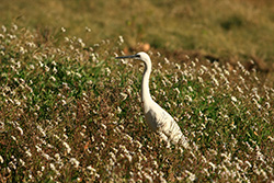 aigrette blanche en Camargue dans les herbes