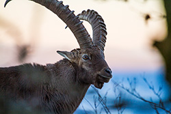 alpine_ibex_001