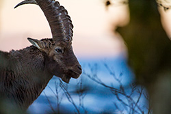 alpine_ibex_002