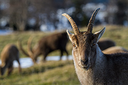 alpine_ibex_005