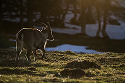 alpine_ibex_008