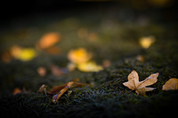 autumn_leaves_002