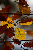 autumn_oak_leaves_001