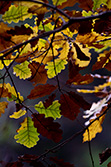 autumn_oak_leaves_002