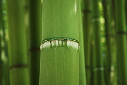 green bamboo stalk close-up