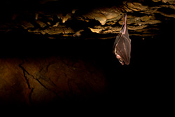 bat upside down in dark cave with lights