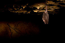 chauve souris a l'envers éclairée par lumières dans grotte sombre