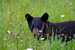 black bear cub in field with flowers and wild grass