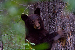 ours noir grimpe dans arbre et serre le tronc dans parc national de Jasper