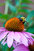 abeille récolte le nectar sur une marguerite géante