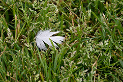 white feather on green grass