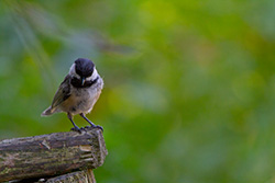 oiseau sur barrière en bois, mésange, chickadee, Poecile Atricapillus