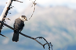 geai gris, oiseau d'Alberta dans les Rocheuses au Canada