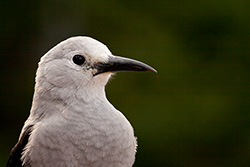 oiseau casse-noix en Alberta, Canada