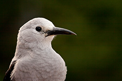 Woodpecker Crow, grey bird portrait, in Rockies, Nucifraga Columbiana