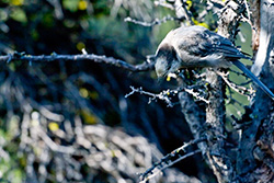 Whiskey Jack bird on a branch in the Rocky Mountains, Perisoreus Canadensis