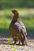 femelle grand coq sur le sol dans la forêt