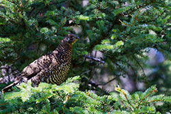 willow ptarmigan bird in fir tree in Alberta