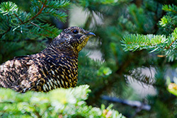 tétras, oiseau perché dans branches de sapin dans les Rocheuses en Alberta