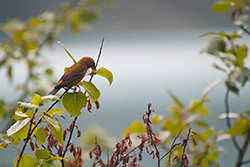 oiseau bec-croisé rouge mange des graines sur une branche