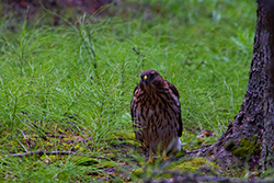 hawk standing on ground beside tree, Alberta bird