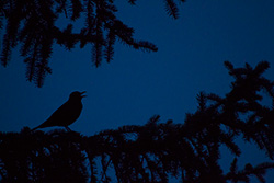 bird_branch_night_001