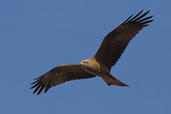 bird_of_prey_flying_002