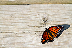 wings open butterfly on wooden jetty plank, Monarch