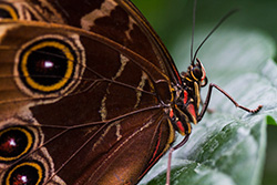 macrophotographie de papillon sur feuille, morpho bleu