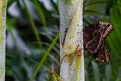 buterflies duo on plant stalk, blue morpho