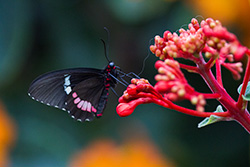 butterfly on red flower, Transandean cattleheart