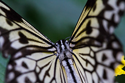 Rice paper butterfly macrophotography