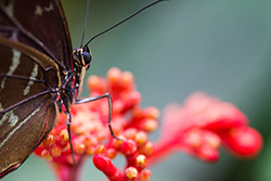 eleides blue morpho butterfly gathering nectar