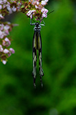 papillon à l'envers sur une fleur, leuconé