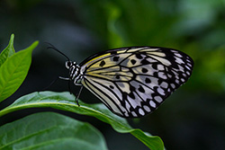 papillon sur feuille de plante verte, leuconé