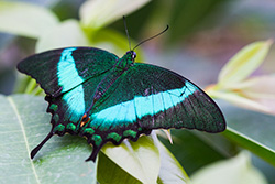 papillon noir et vert sur feuille, machaon émeraude