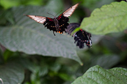 butterfly flying above leaves, Rumanzovia swallowtail