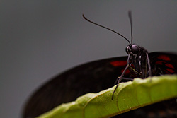 butterfly portrait of Transandean cattleheart on leaf