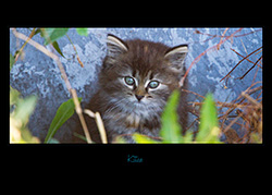 card_black_kitten_001