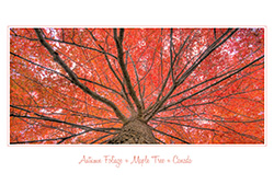 card_white_autumn_foliage_001