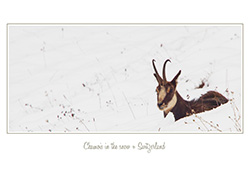 card_white_chamois_001