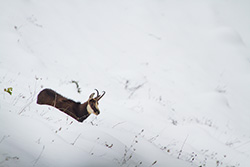 chamois_005