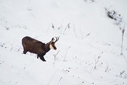 chamois_006