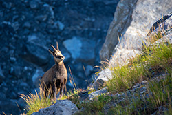 chamois_008