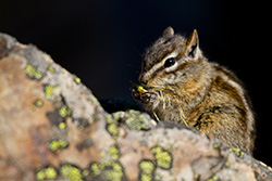 chipmunk eating nut on rock