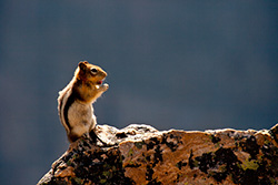 petit suisse debout sur rocher au soleil, tamia